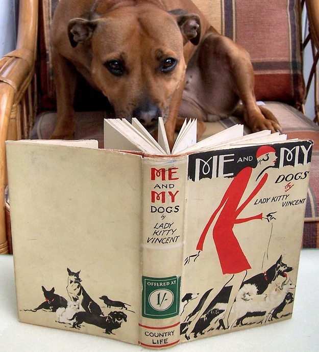 Собаки, читающие, книги, фото
