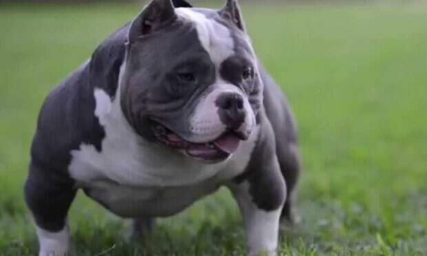 Гора мышц: в сети показали самого накаченного питбуля. С таким не страшно ходить вечерами