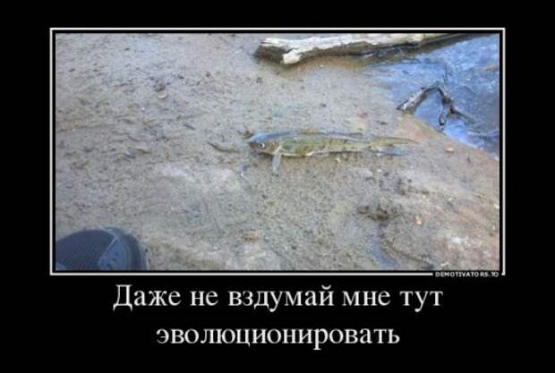 Прикольные демотиваторы (33 шт)