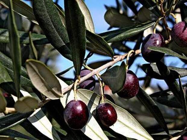 Оливковое дерево - Цветочный форум