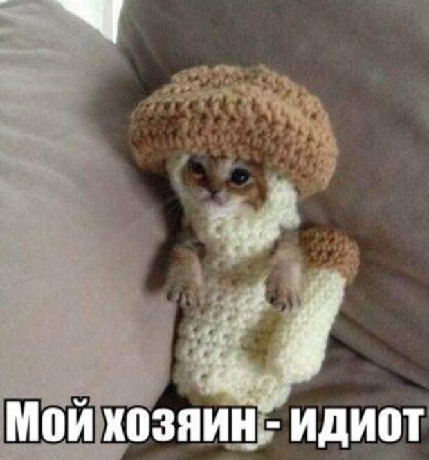 Смешные фото приколы и мемы с котами и кошками Смешные фото приколы и мемы с котами и кошками животные, коты, прикол, юмор