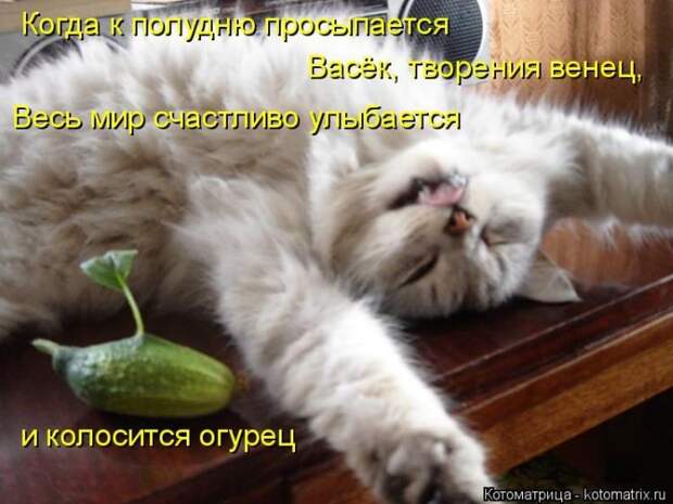 Лучшие котоматрицы недели