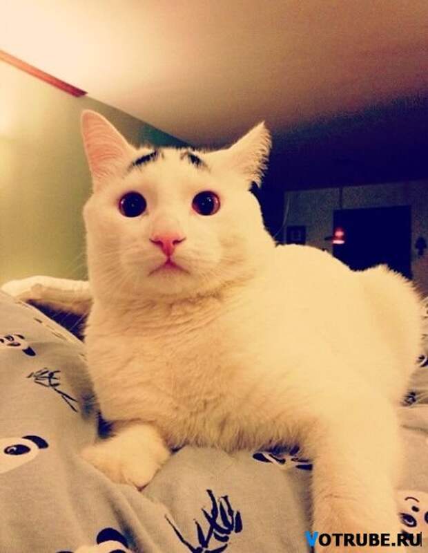 Необычный кот, которого прозвали Бровастиком Выпуск 351 (29 фото) Необычный кот, которого прозвали Бровастиком Выпуск 351 (29 фото)