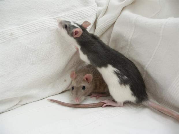 Rats as a Pet