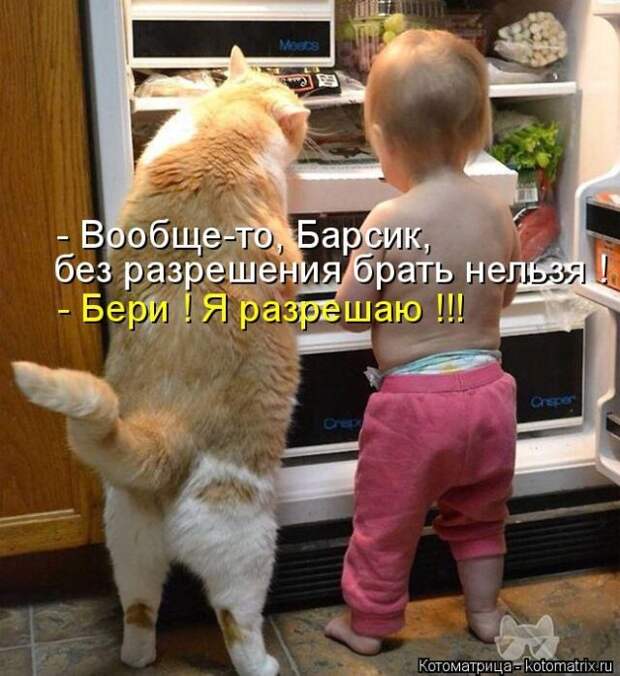 Лучшие котоматрицы недели