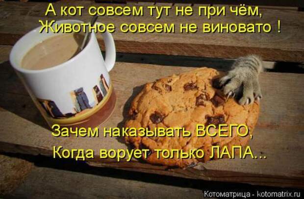 Котоматрицы(картинки с надписями)