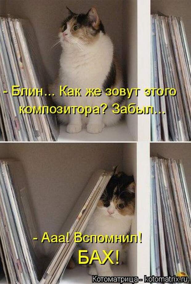 Котоматрицы (картинки с надписями)