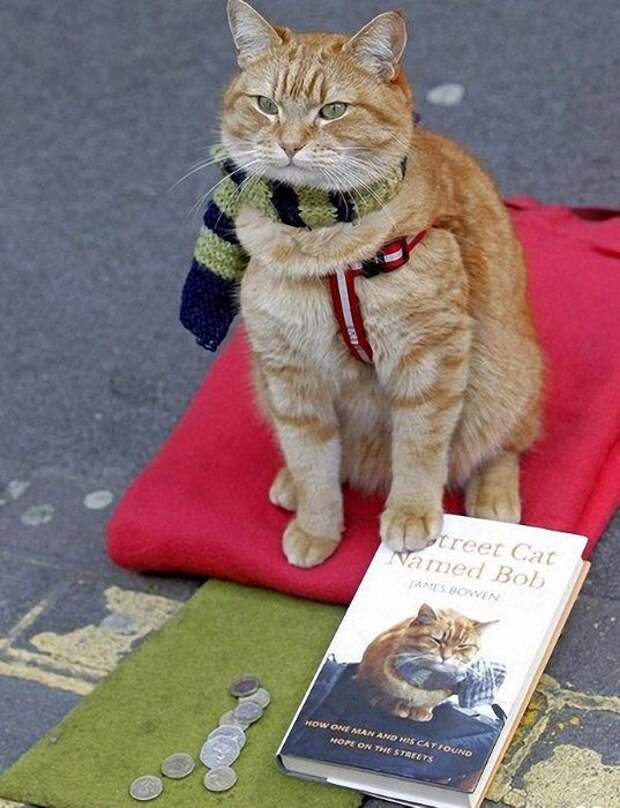 История рыжего кота Боба