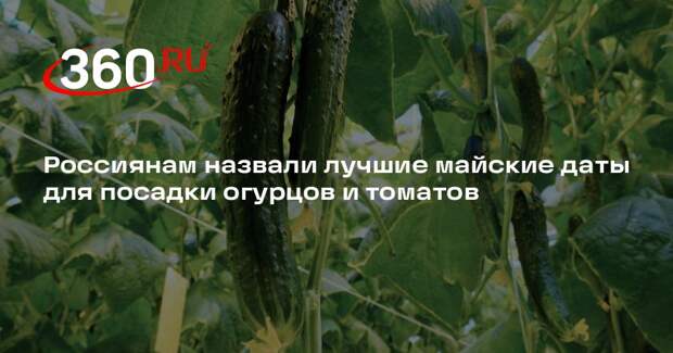 Депутат Чаплин назвал благоприятные дни мая для высадки томатов и огурцов
