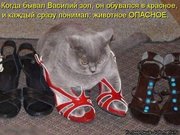 Котоматрицы (картинки с надписями)