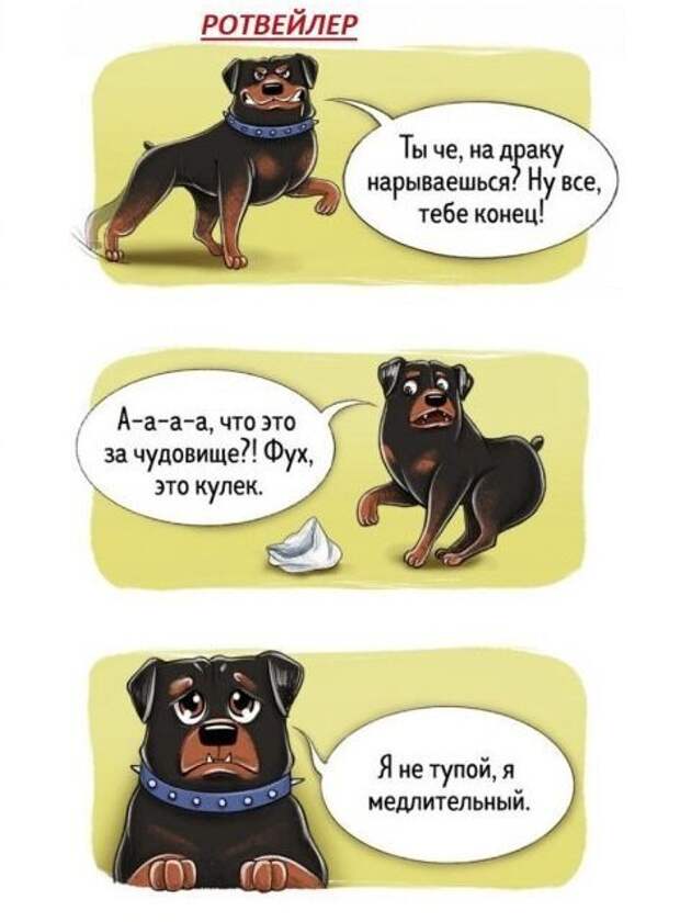 Весёлый гид по породам собак Породы собак, особенности пород, собаки, юмор