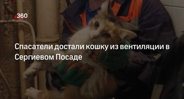 Спасатели достали кошку из вентиляции в Сергиевом Посаде