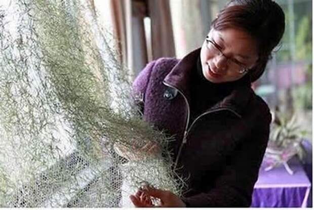 Этот загадочный испанский мох