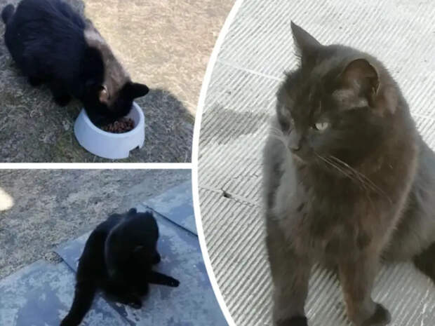 «Мяукала и ползла ко мне»: пенсионерка спасла кошку, попавшую под газонокосилку