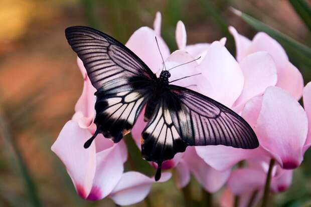 10 ответов на странные вопросы, которыми хоть раз задавался каждый QnA06 10 ответов на странные вопросы, которыми хоть раз задавался каждый