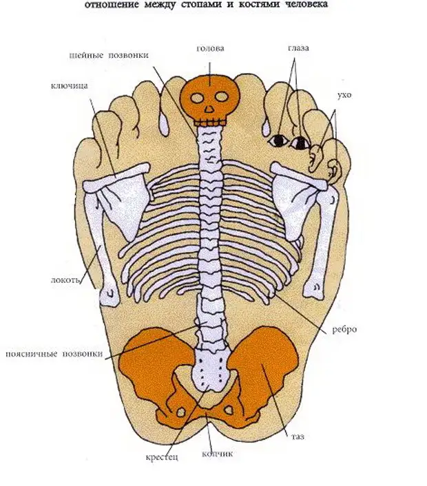 Проекция спины. Проекция позвоночника на стопе. Проекция органов на спине. Точки на стопе отвечающие за позвоночник. Проекция органов на стопе.