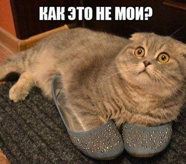 smeshnie_kartinki_141331228489 (435x384, 151Kb)