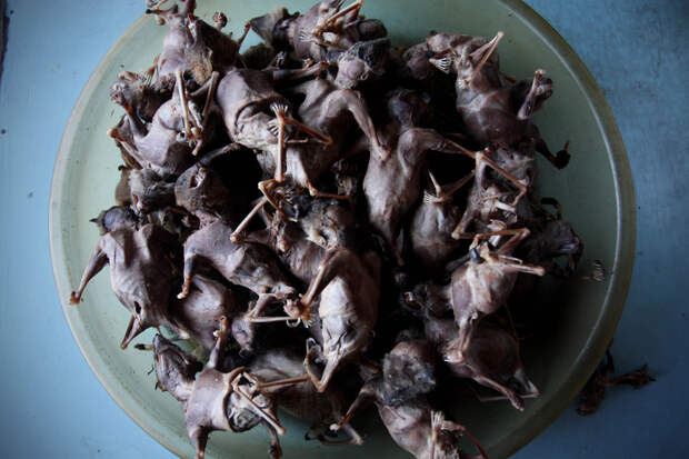 Bats Consumed For Good 28 Поедая мясо летучих мышей