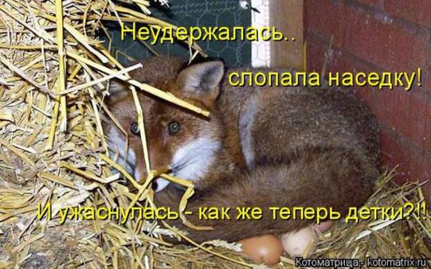 Котоматрицы(картинки с надписями)