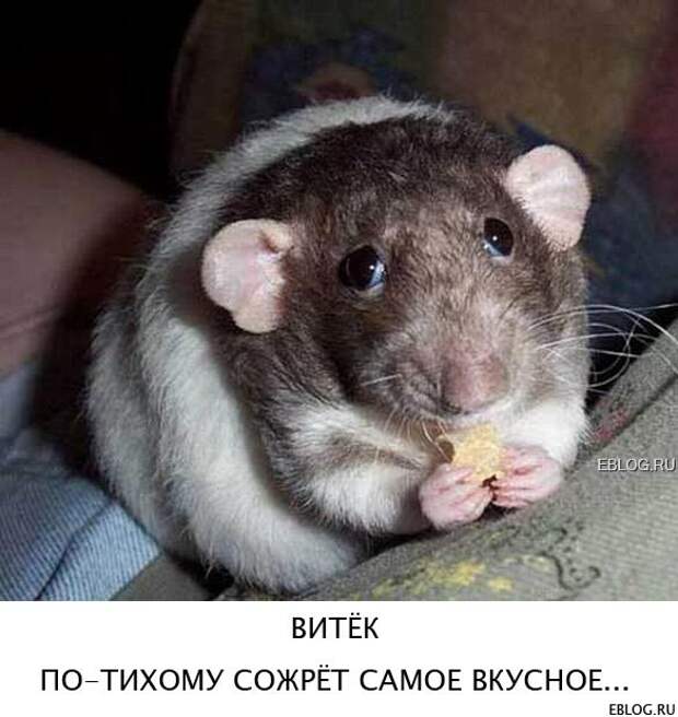Пятничный позитив! Смотрим, заряжаемся на выходные! 20 прикольных картинок.