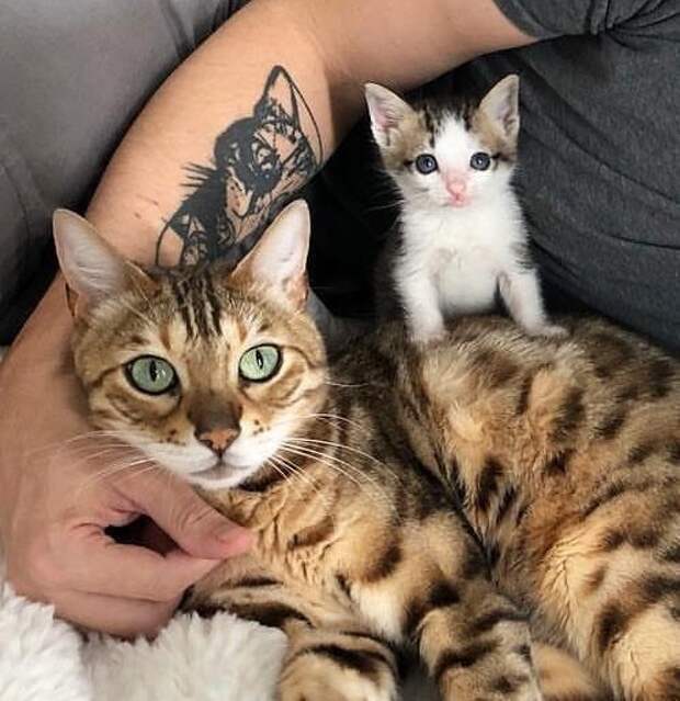 Без кота и жизнь не та