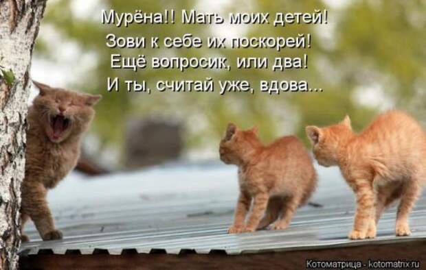 Котоматрицы (картинки с надписями)