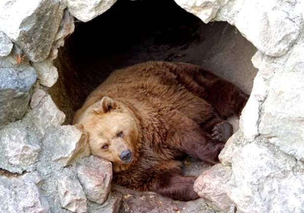 Затем нужно найти берлогу. /Фото: vremenynet.ru.