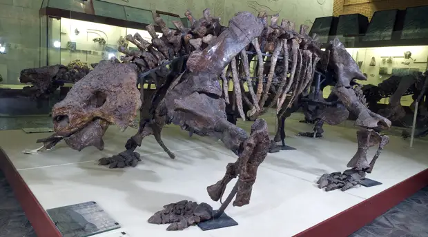 «Эволюция органического мира»: российский палеонтолог — о страусах-гигантах, динозаврах и пещерных гиенах в Крыму