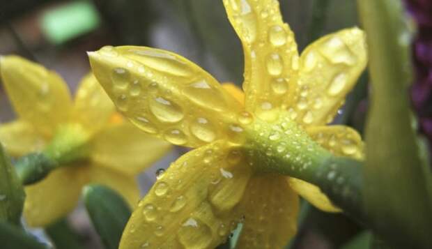 Будьте осторожны! 13 ядовитых растений, которые могут расти у вас дома и в саду
