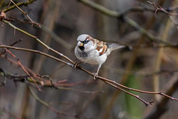 11 апреля в Туле ожидается переменная облачность и потепление