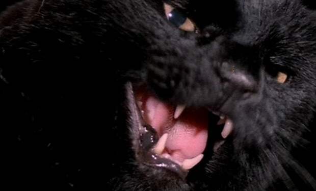 black cat