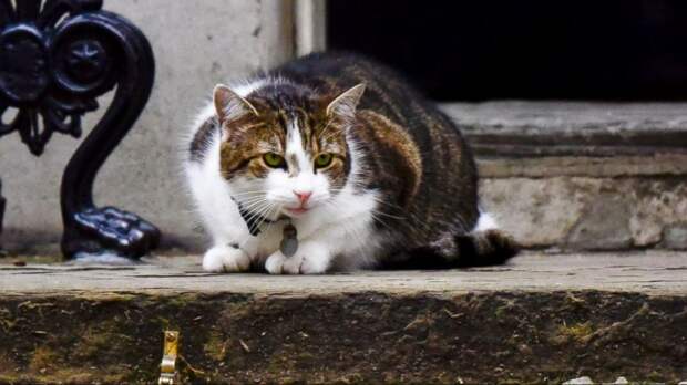 Котам не прикажешь: кот премьер-министра Великобритании отказывался вылезать из-под лимузина Трампа