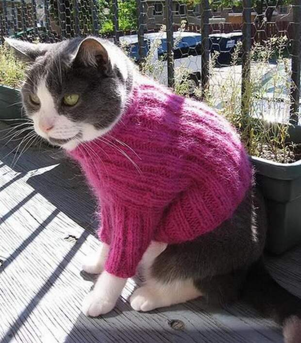 Одежда для кошек