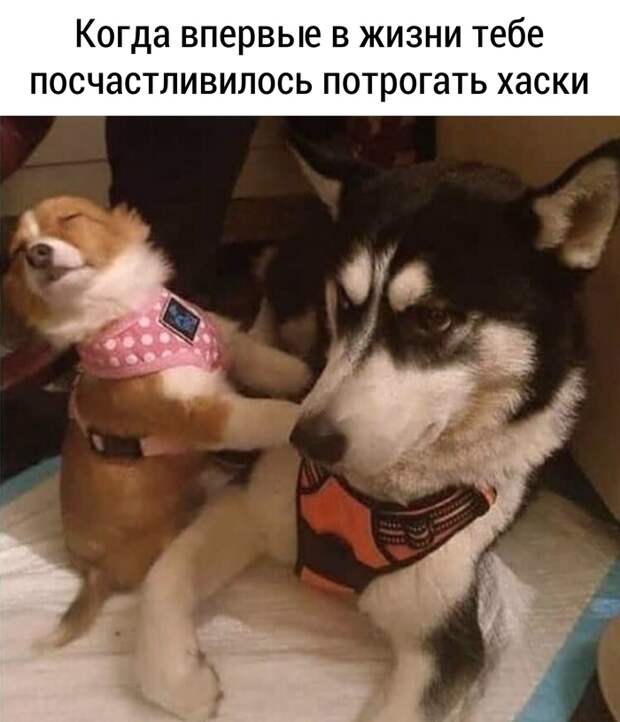 Это же хаски