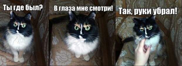Прикольные картинки (104 фото)