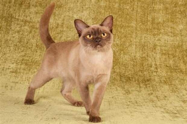 Burmese