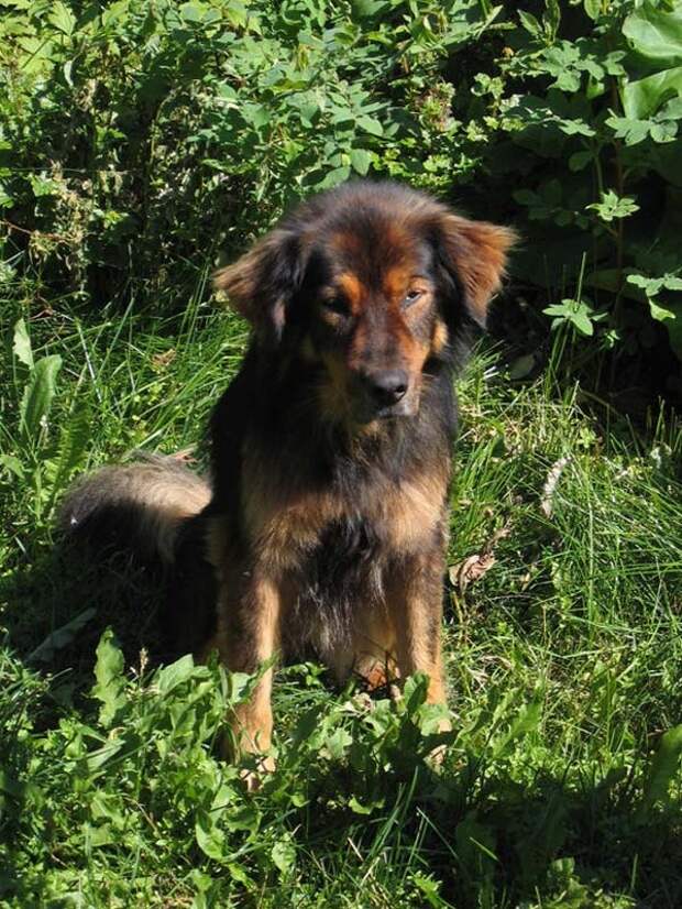 Трогающая до слез история спасения хозяина собакой, ценой собственной жизни пес спас хозяина ценой жизни, Мейсон спас хозйяку от волка, собака защитила хозяина от волка