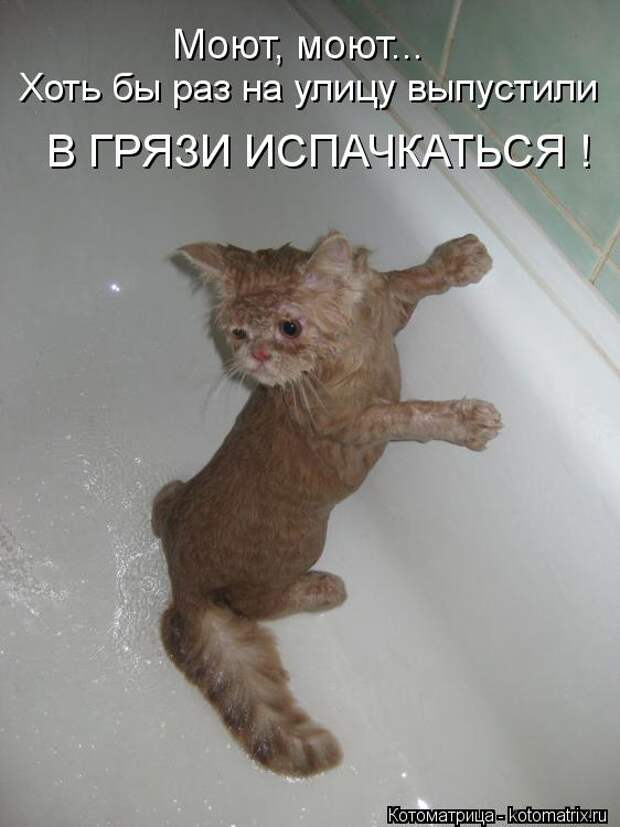 Иди помойся ты воняешь. Помытый кот смешной. Мыться прикол. Мытье котов приколы. Мытье кота прикол.