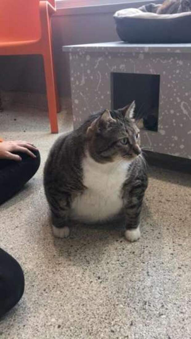 Очень толстый кот Пончик нашел новую семью после того, как хозяйка сдала его в приют