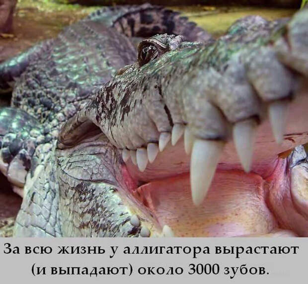 Интересности обо всем