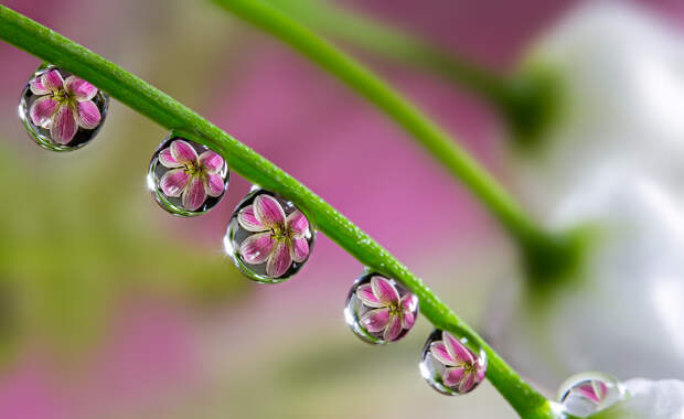 Фотография Ephemeral Beauty автор Miki Asai на 500px