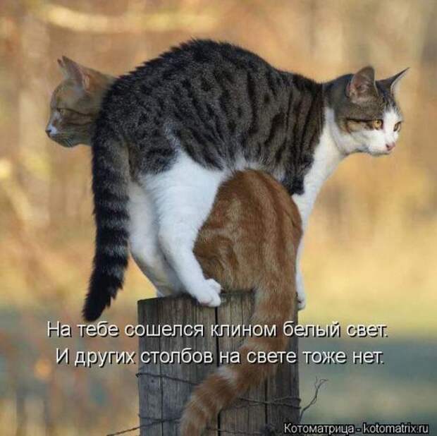 Котоматрицы(картинки с надписями)