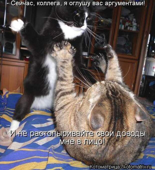 Котоматрицы (картинки с надписями)