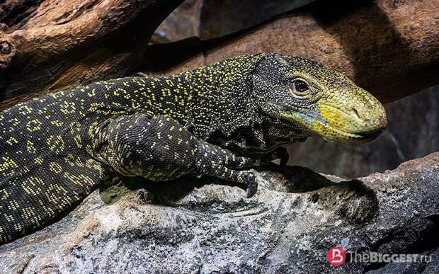 Самые большие ящерицы: Varanus salvadorii