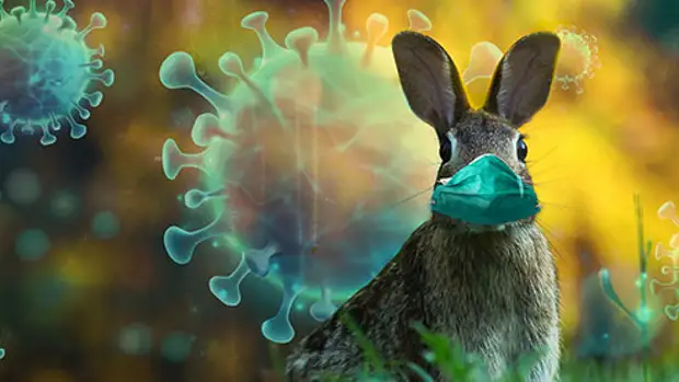 COVID-19: бунт природы?