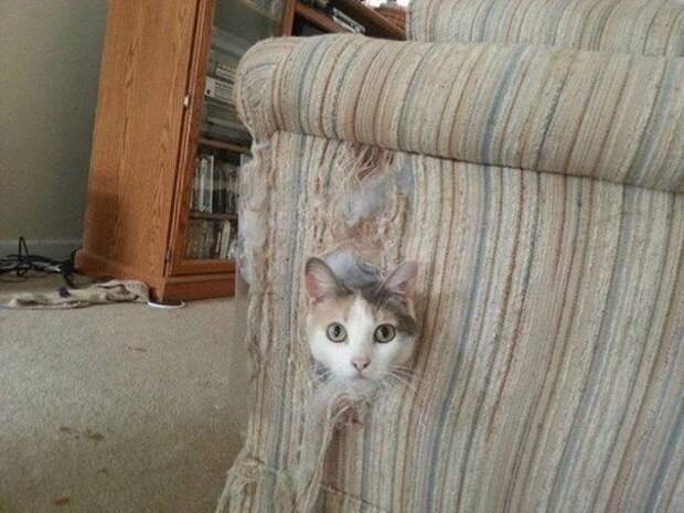 Домашние любимцы