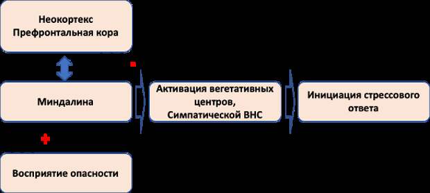 Регуляция стрессового ответа и эмоций