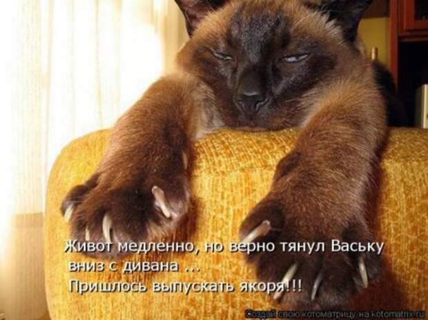 Котоматрица для ночных посетителей Поржать.ру