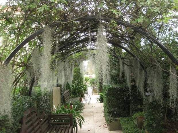 Этот загадочный испанский мох