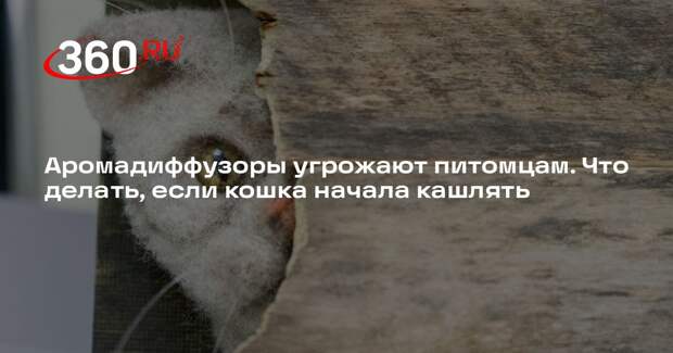 Ветеринар Уражевский: причиной астмы кошки может стать плесень и парфюм